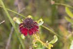 Grassleaf coneflower